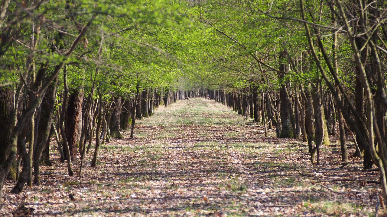 spring forest nature free photo