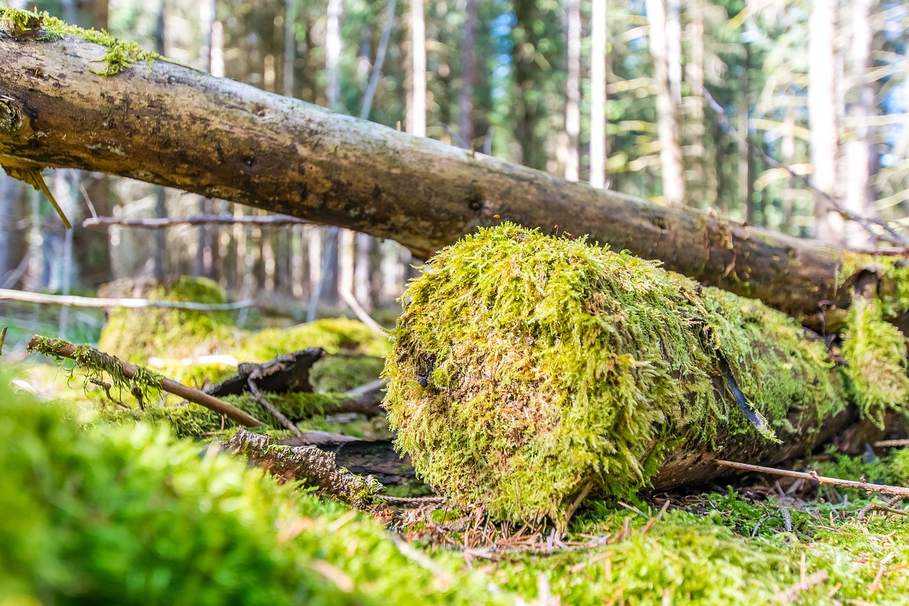 spring moss forest free photo