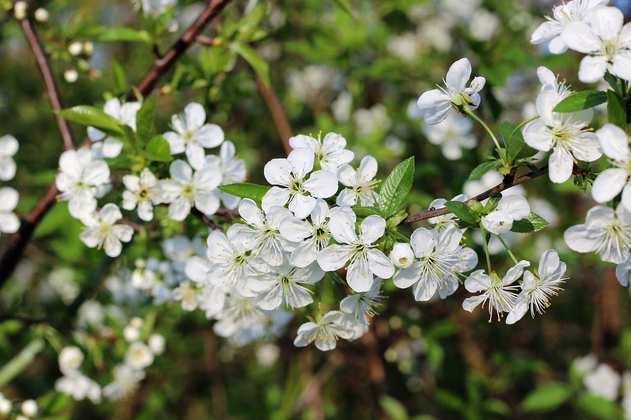 spring white flower free photo