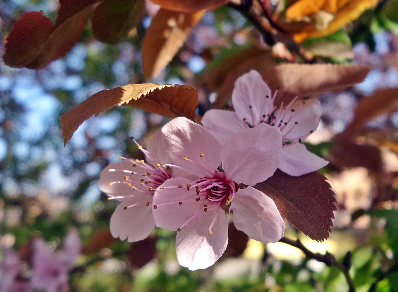 spring wood flower free photo