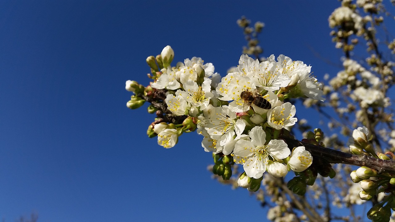 spring tree nature free photo