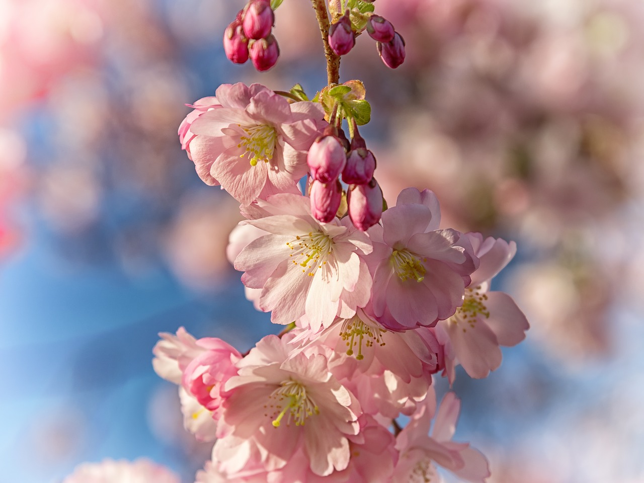 spring cherry blossom bloom free photo