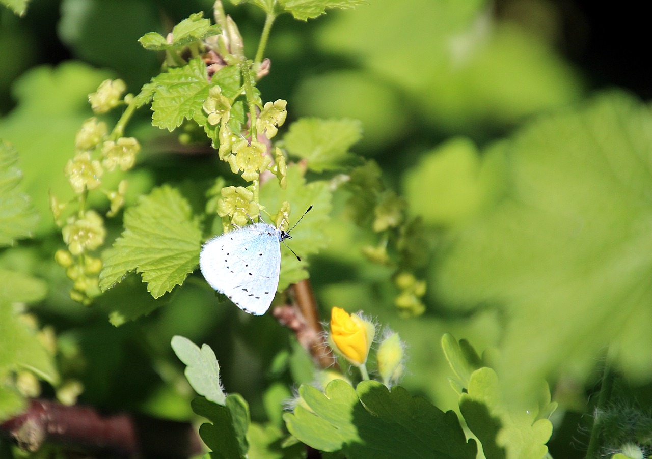 spring butterfly blossom free photo