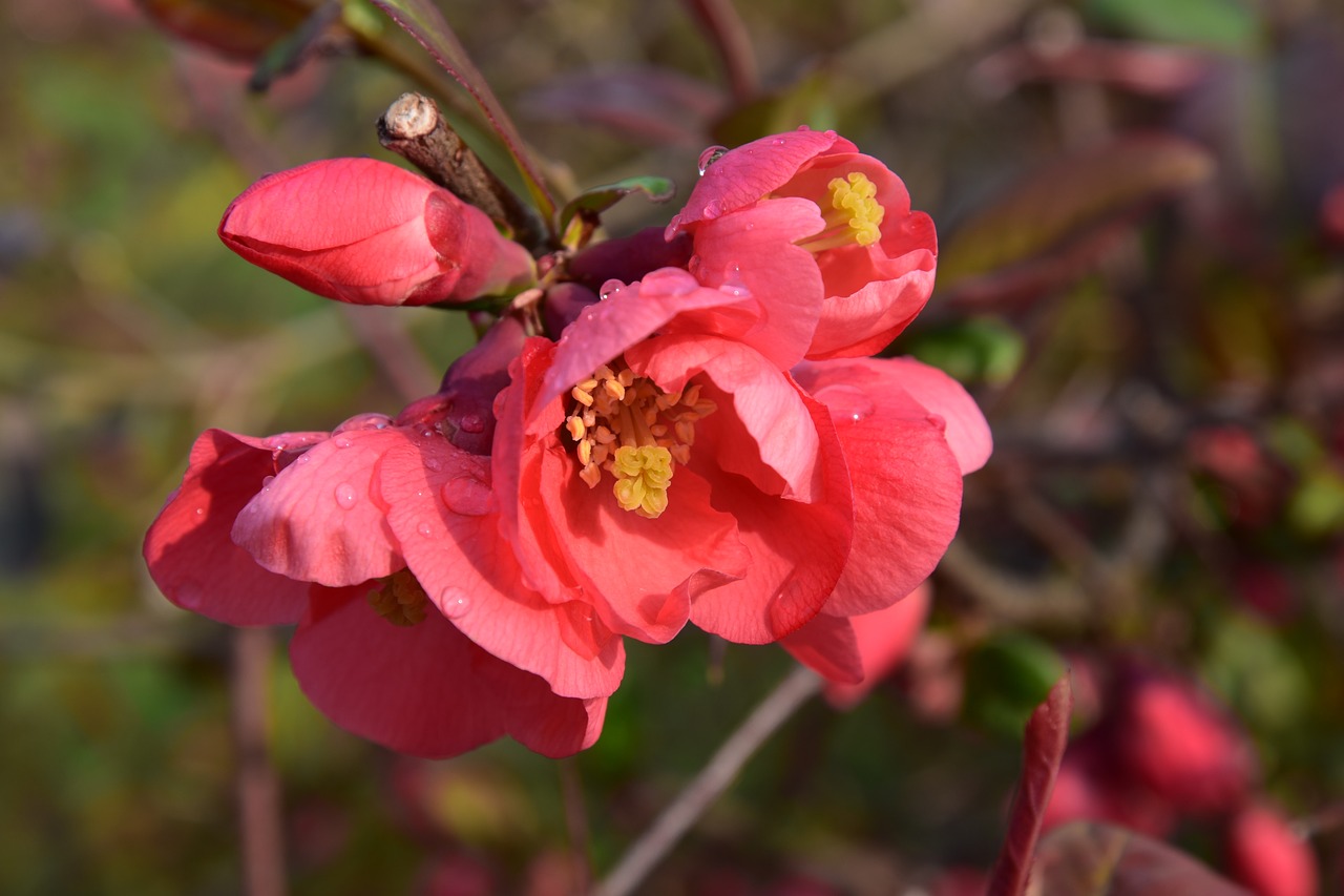 spring bush ornamental quince free photo