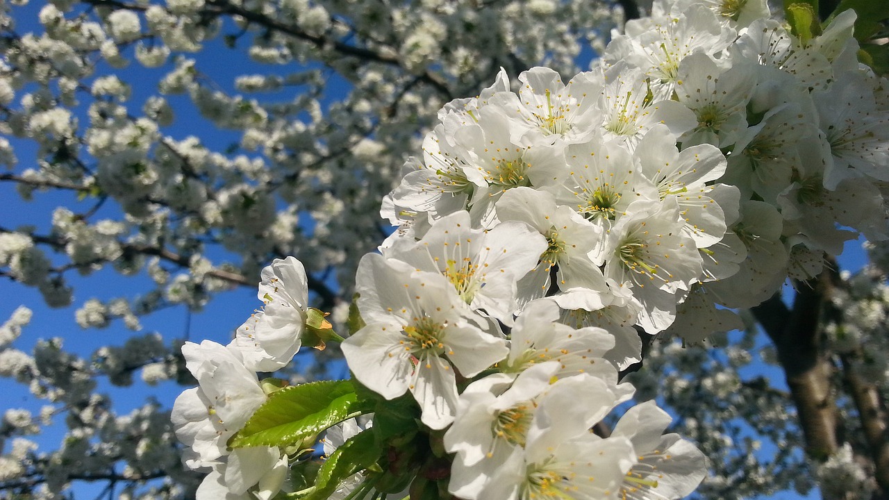 spring nature flower free photo