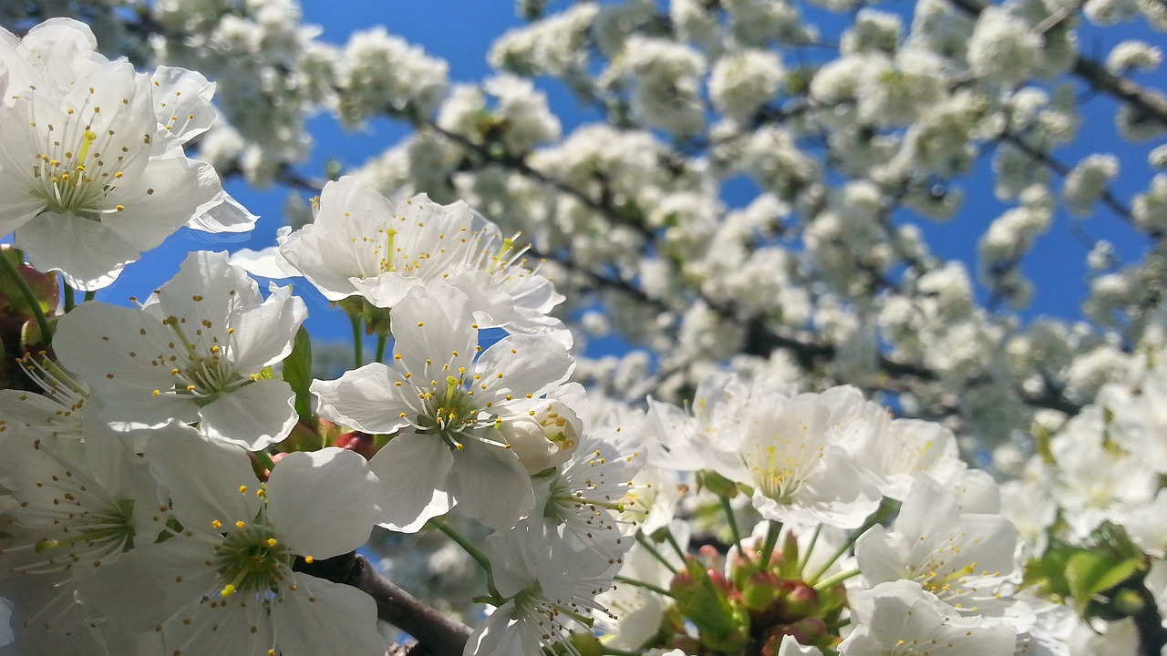 spring nature flower free photo