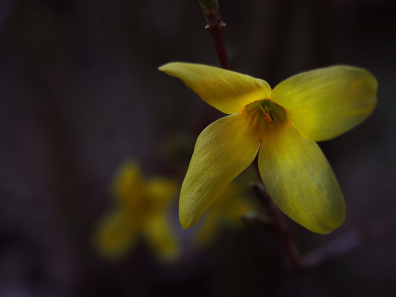 spring garden flowers free photo