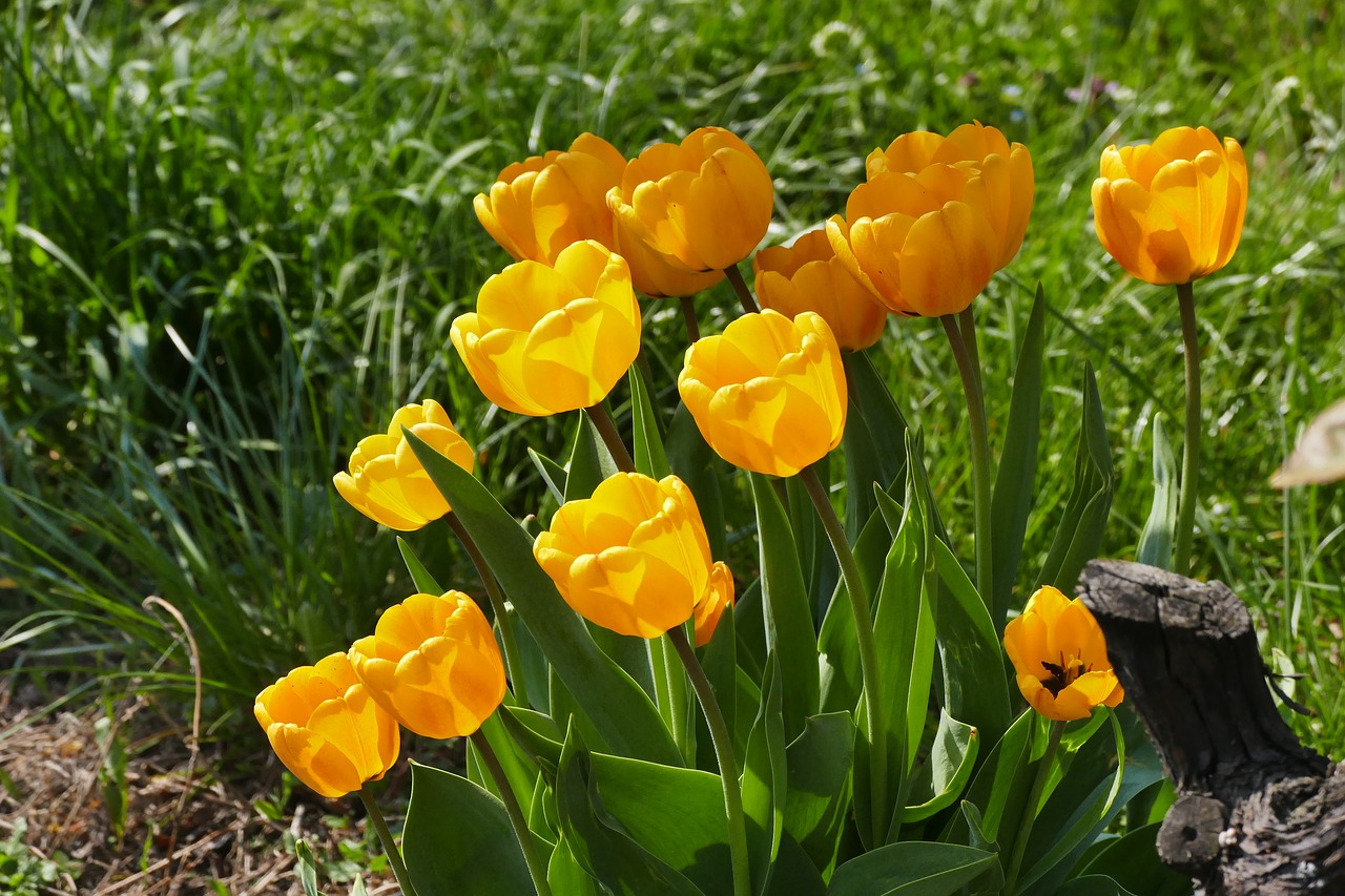 spring tulips meadow free photo