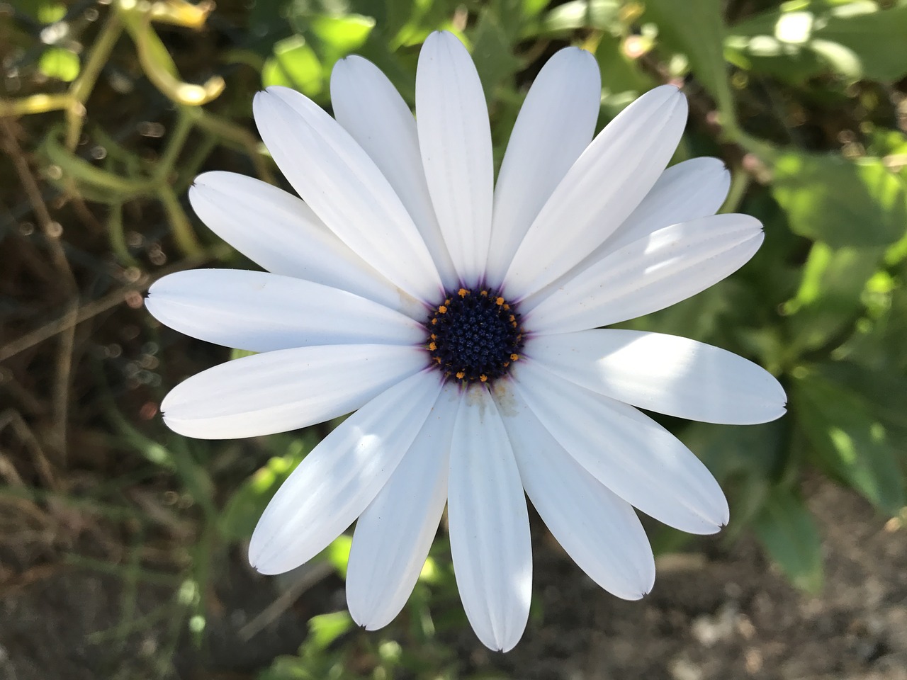 spring daisy flower free photo