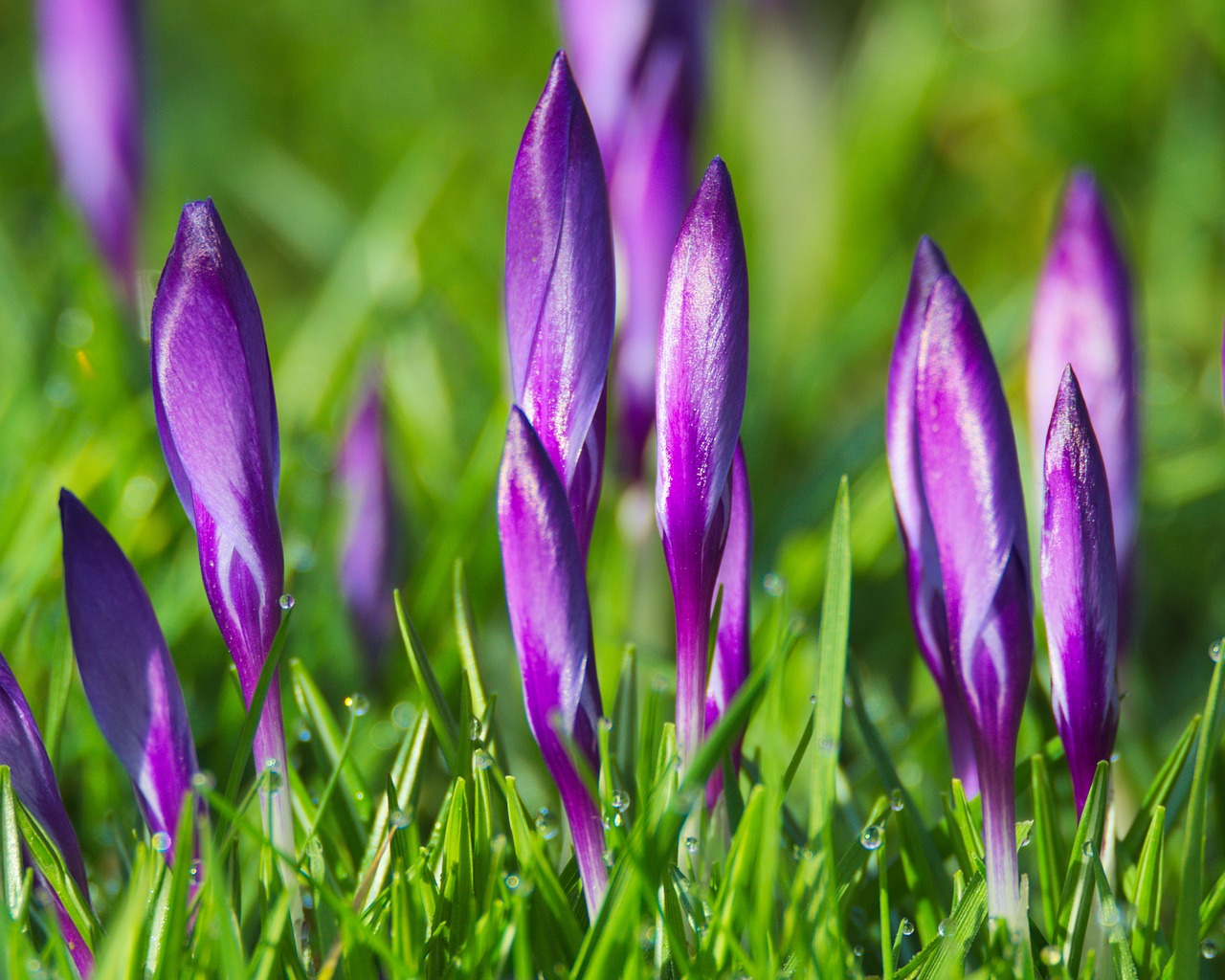 spring crocus flowers free photo