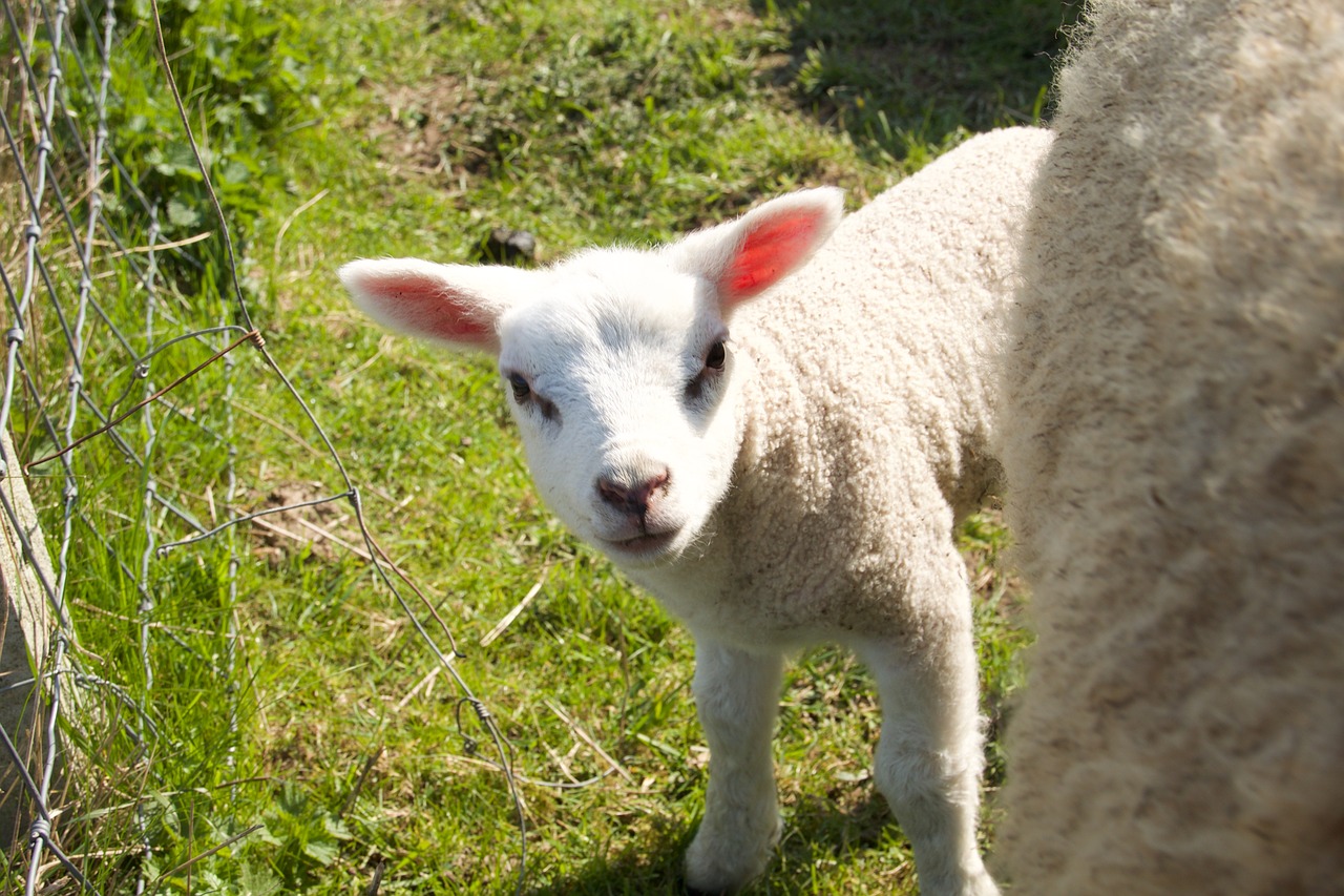 spring lambs sheep free photo