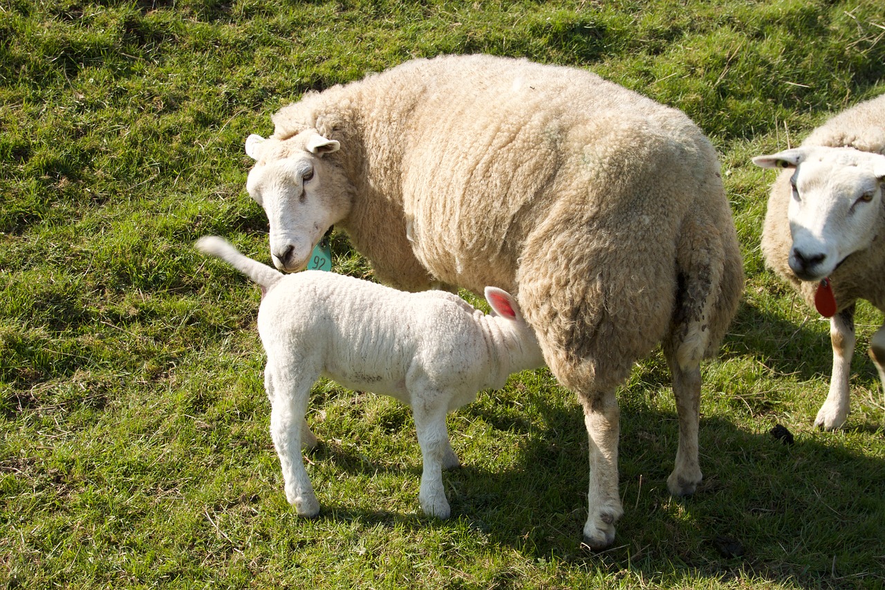 spring lambs sheep free photo