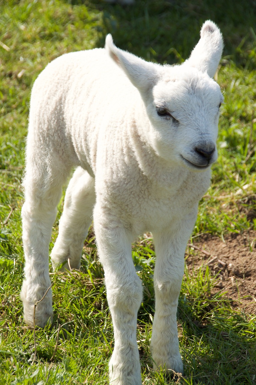 spring lambs sheep free photo