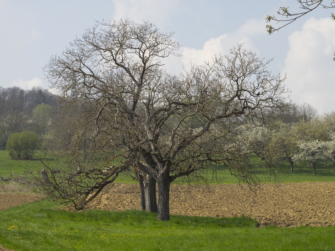 spring landscape nature free photo