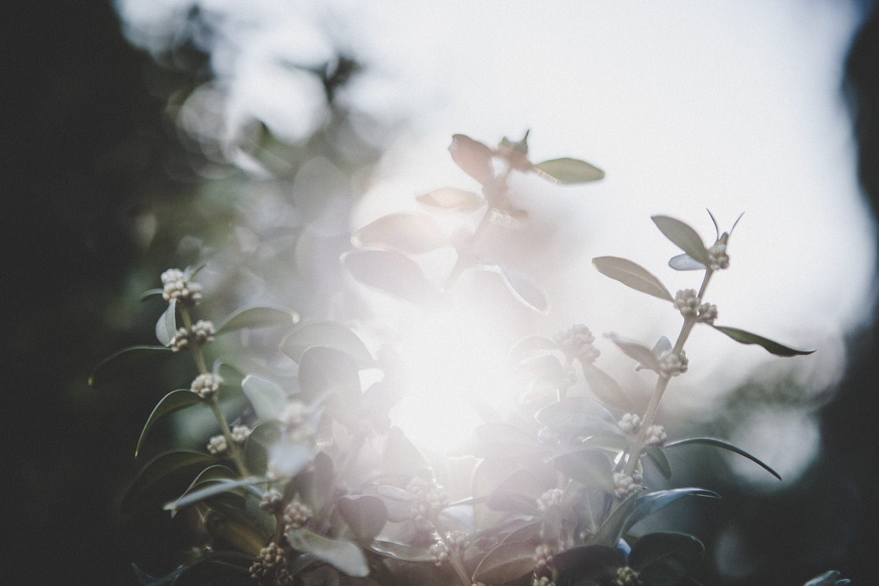 spring sun flare hipster free photo