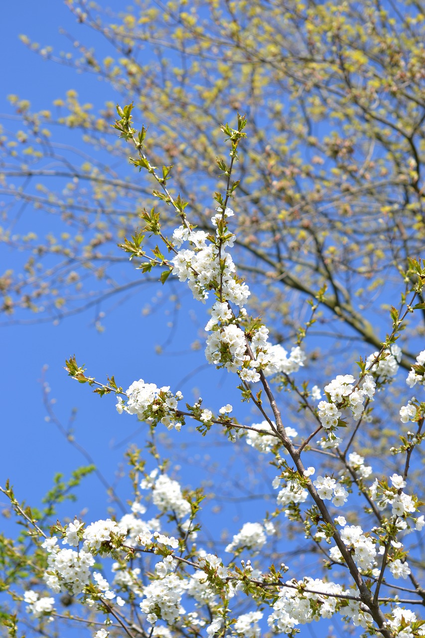 spring bloom flowers free photo