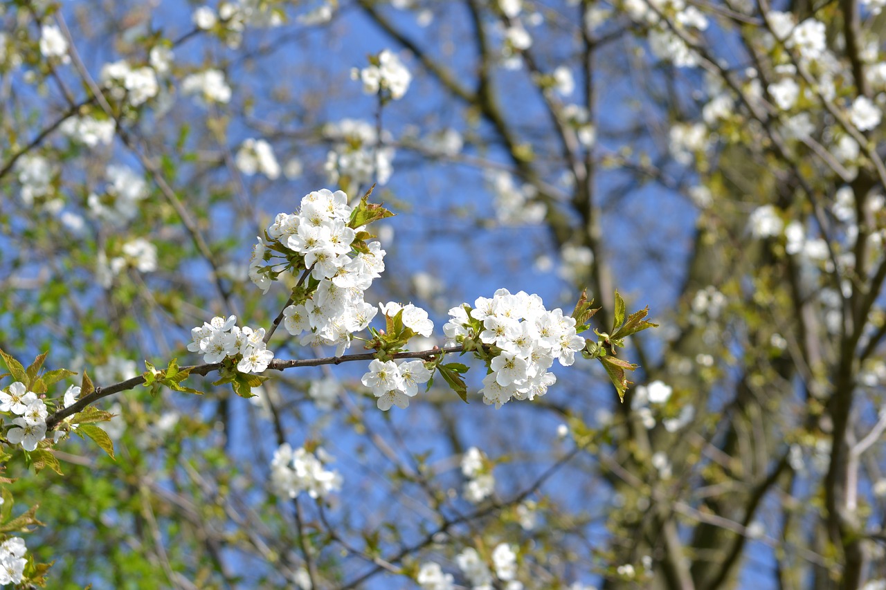 spring bloom flowers free photo