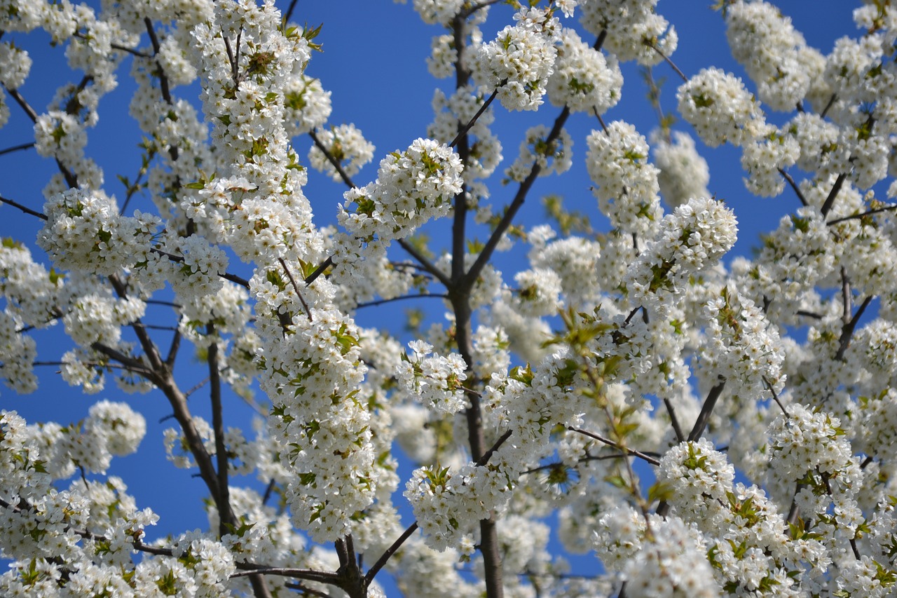 spring bloom flowers free photo