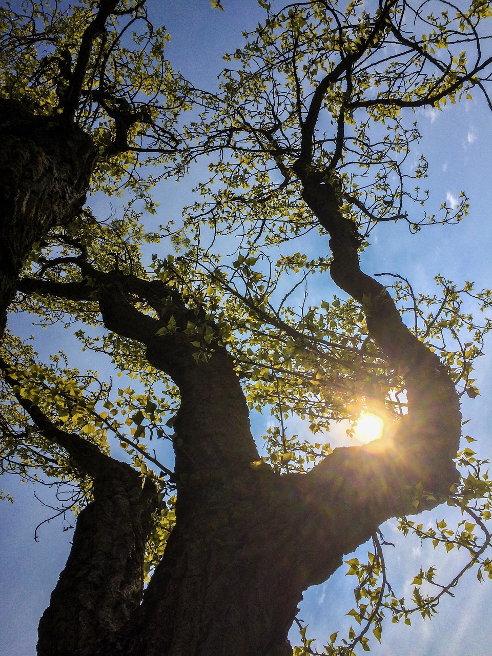 spring poplar trees free photo