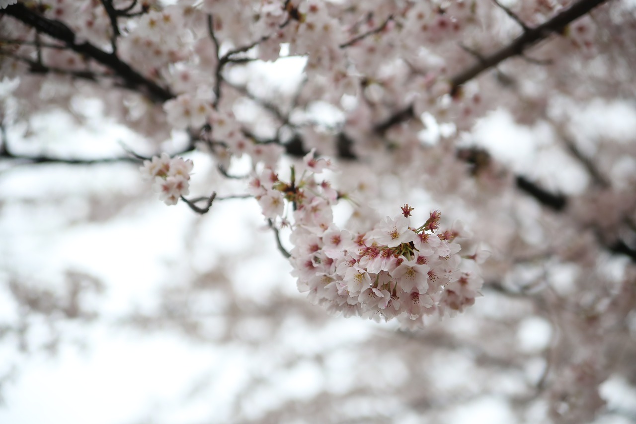 spring cherry blossom sakura free photo