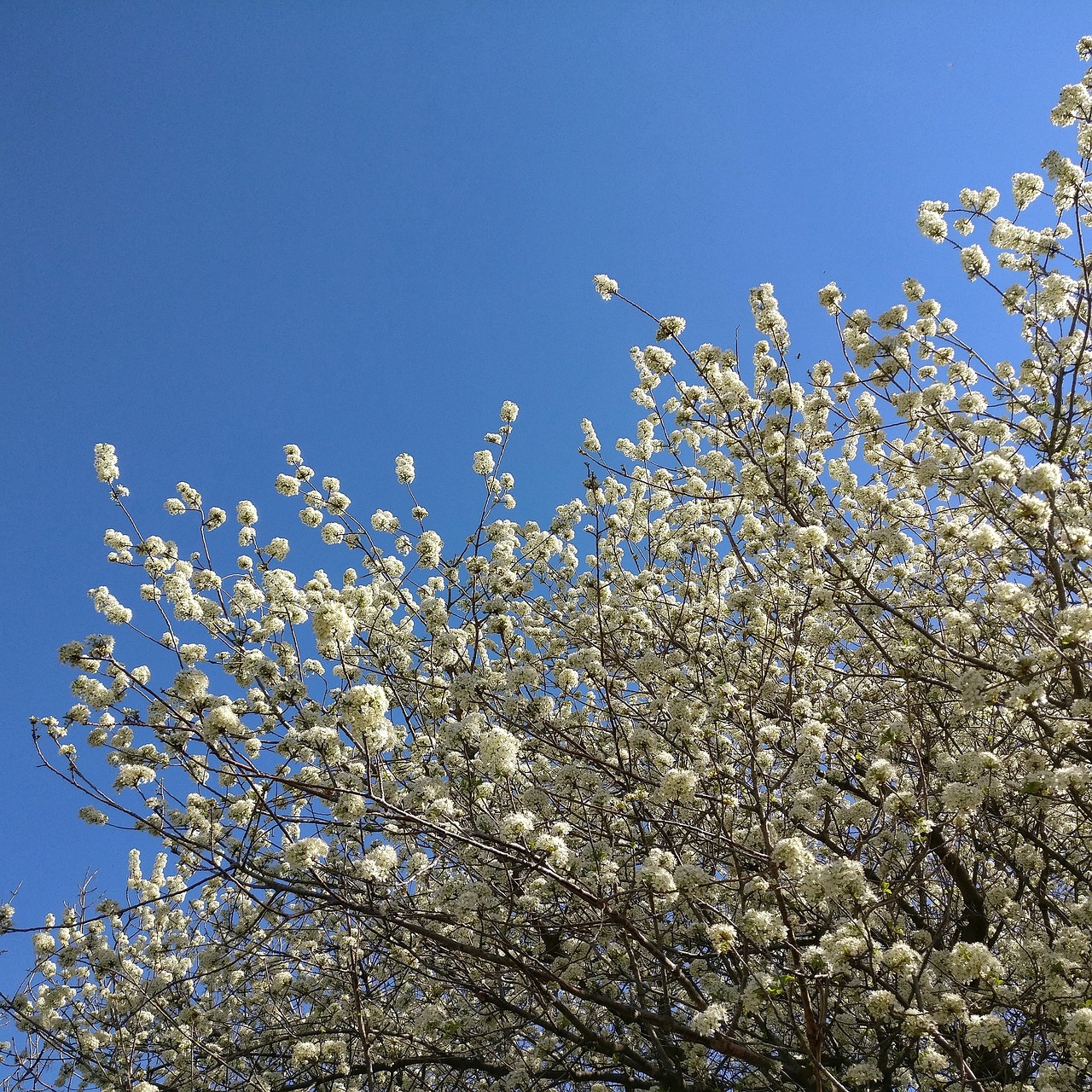 spring flowers sky free photo