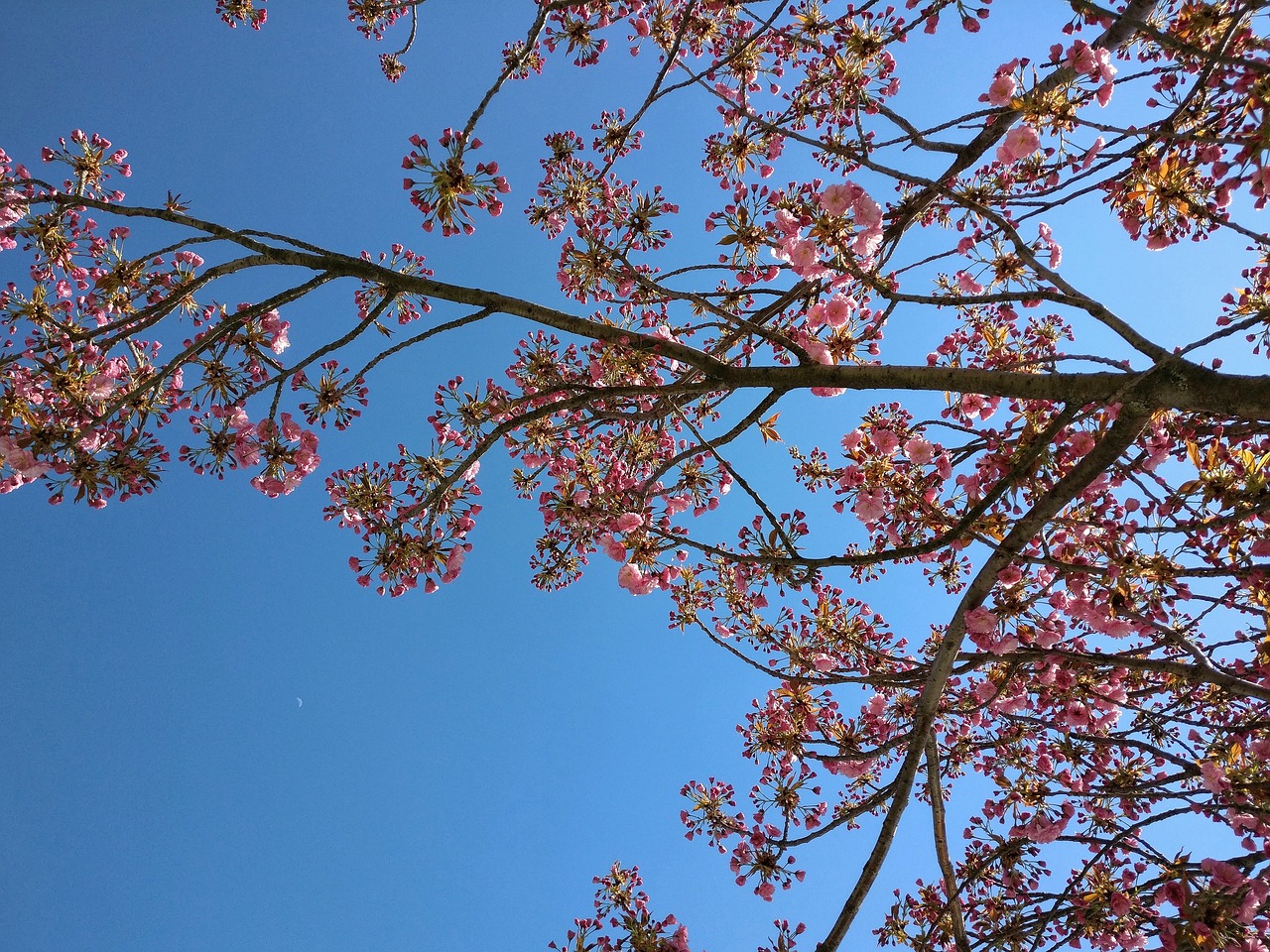 spring flowers sky free photo