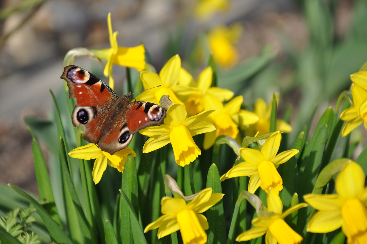 spring butterfly narcissus free photo
