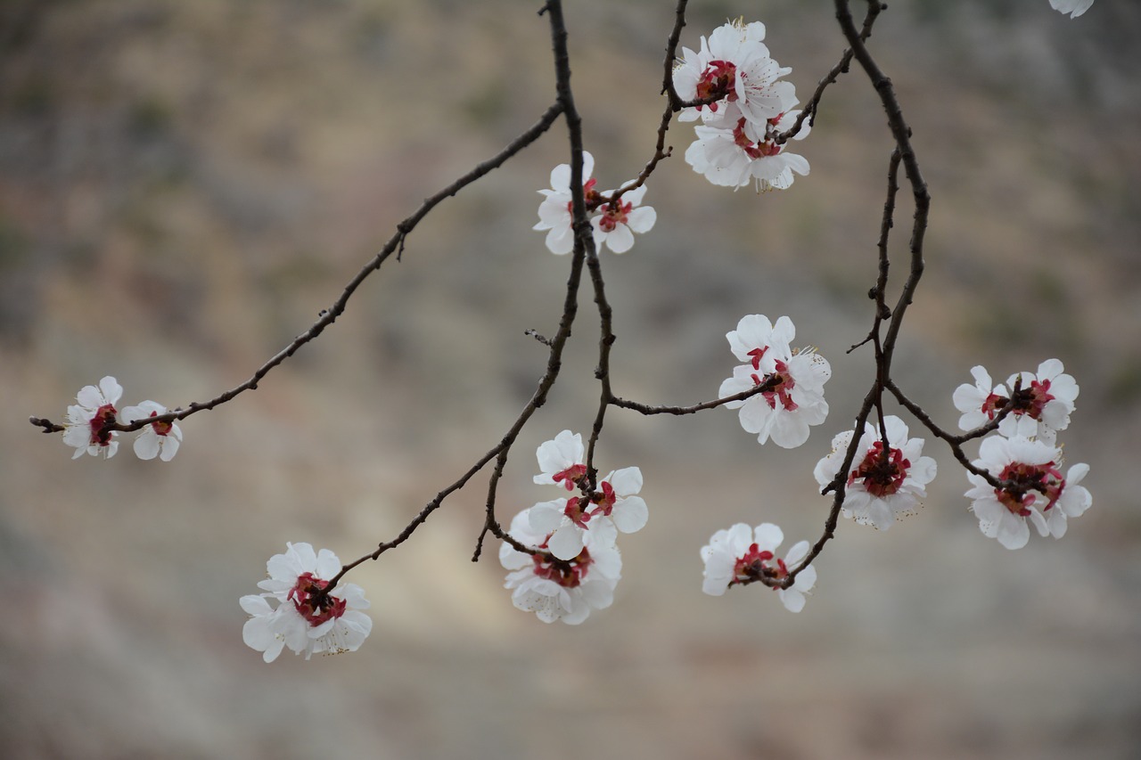 spring white flower free photo