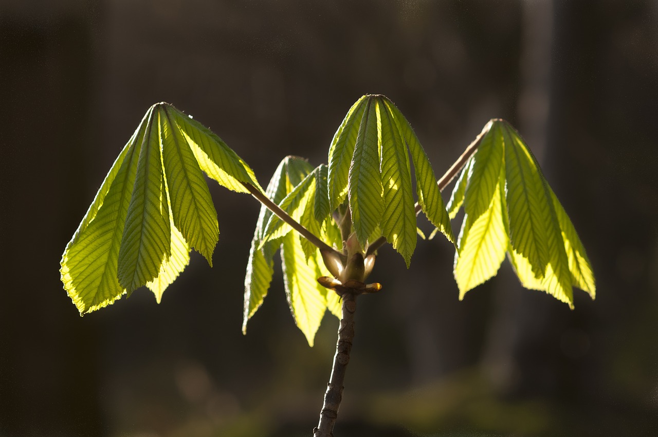 spring sprout green free photo