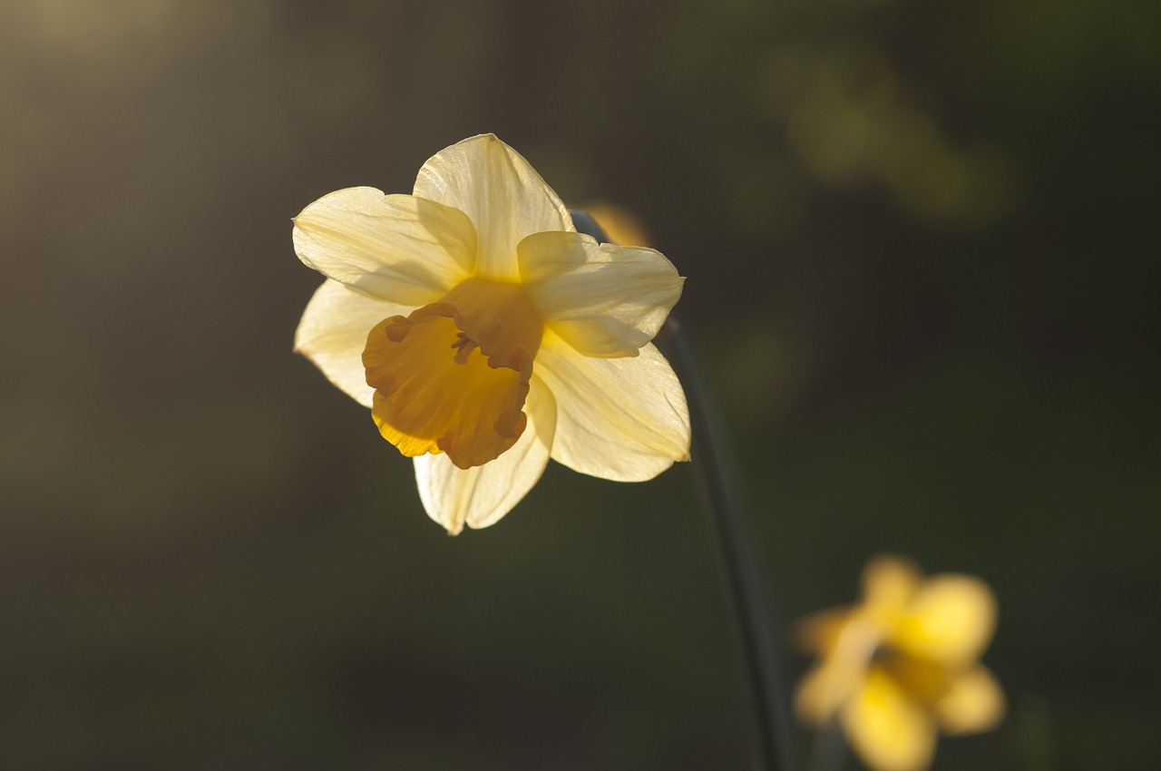 spring narcis sun free photo