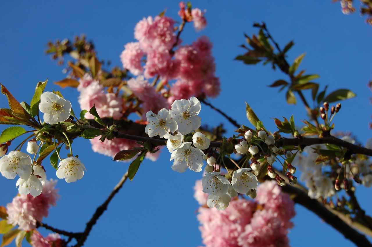 spring flowers tree free photo