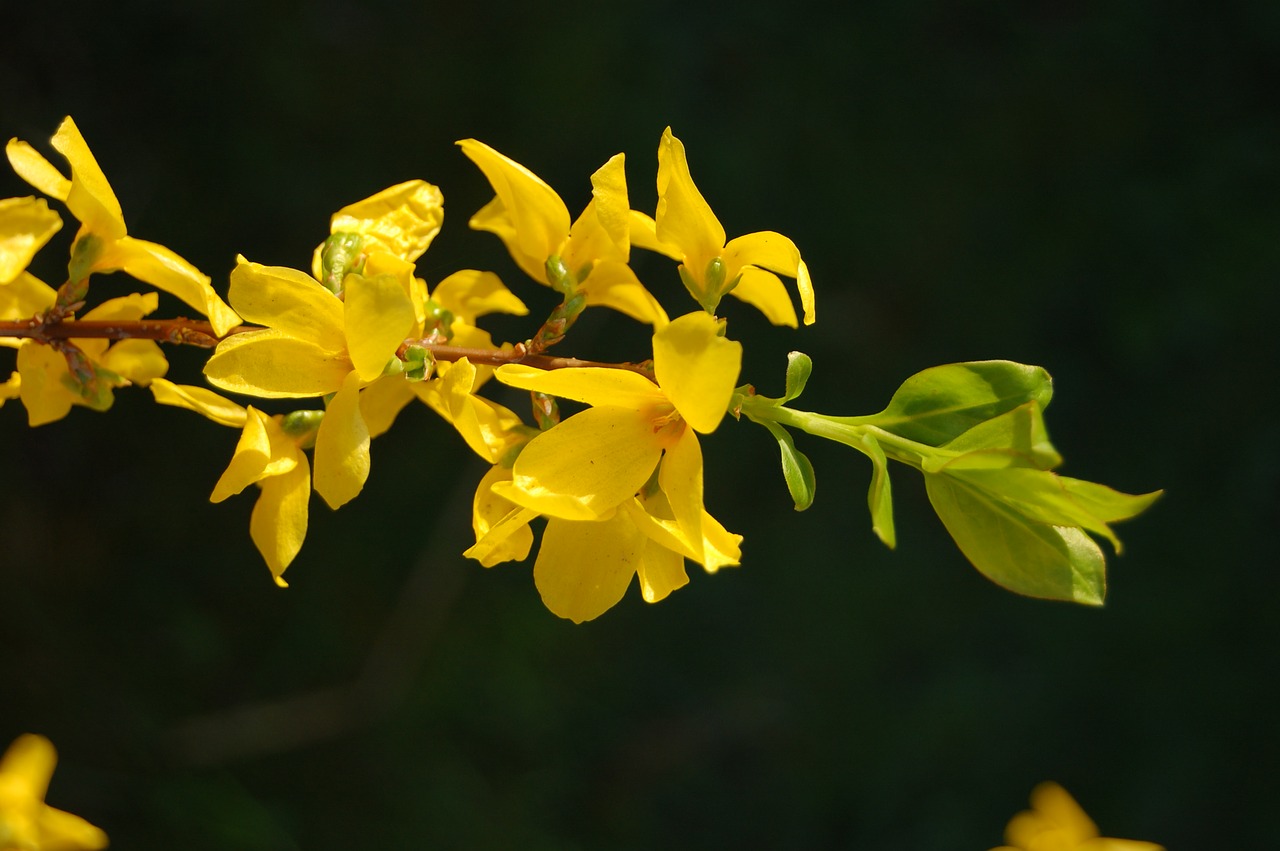 spring flowers yellow free photo