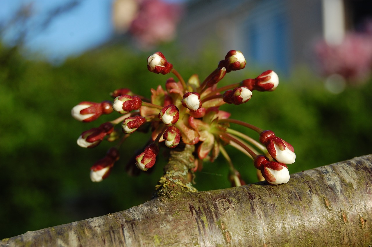 spring bud tree free photo