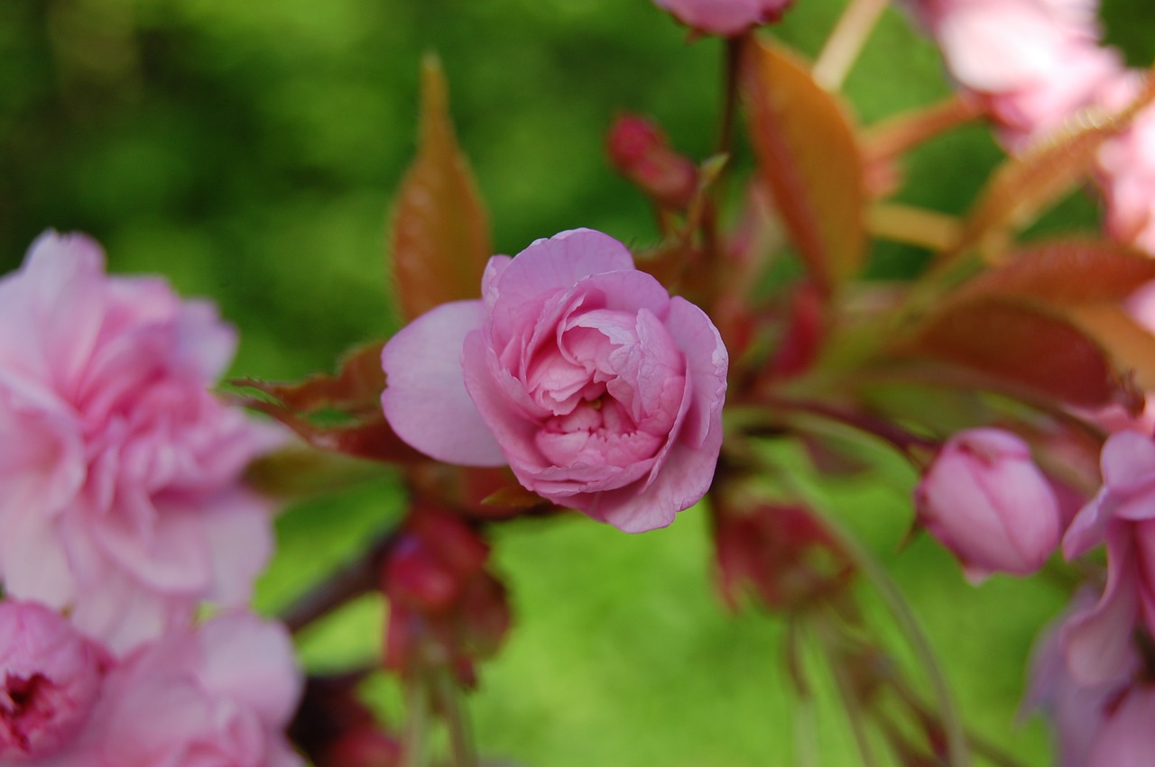 spring flowers pink free photo