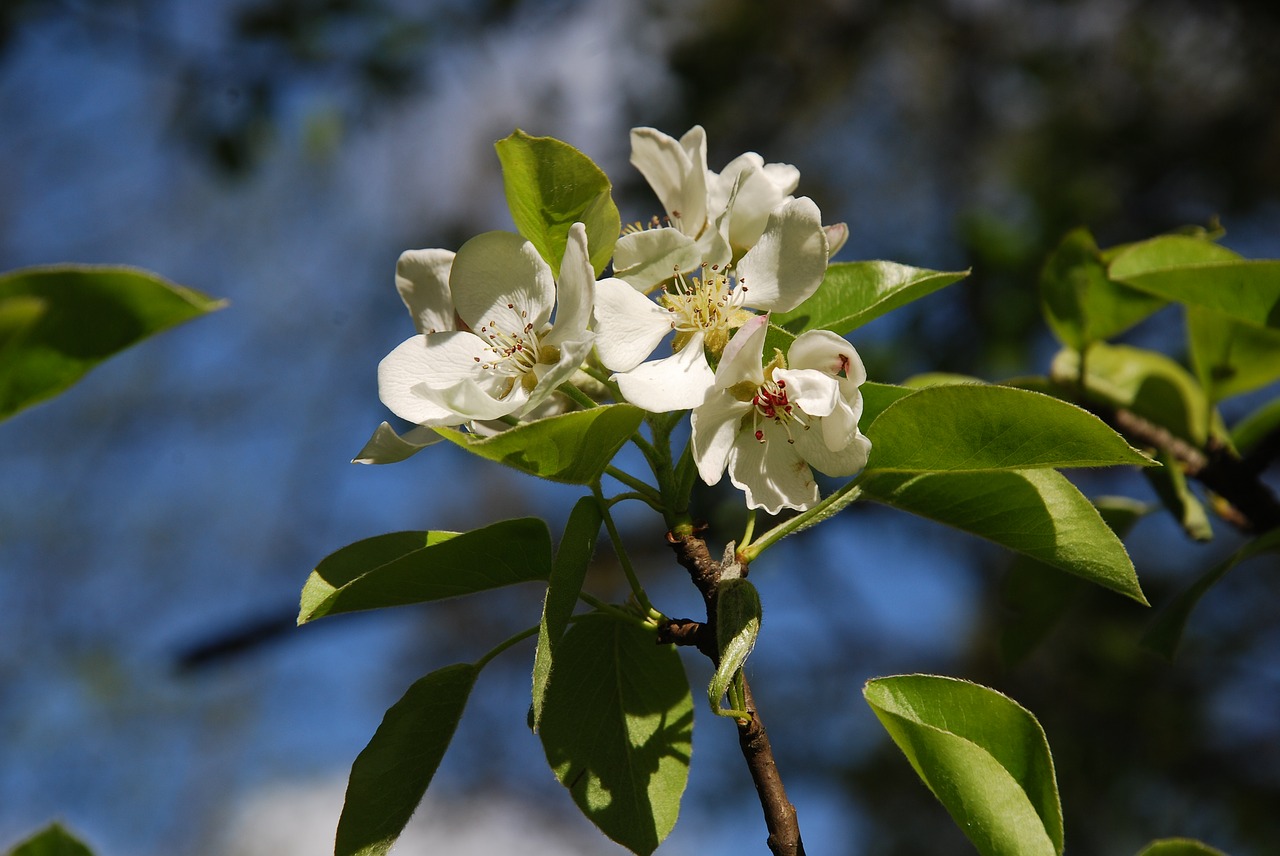 spring tree sprig free photo