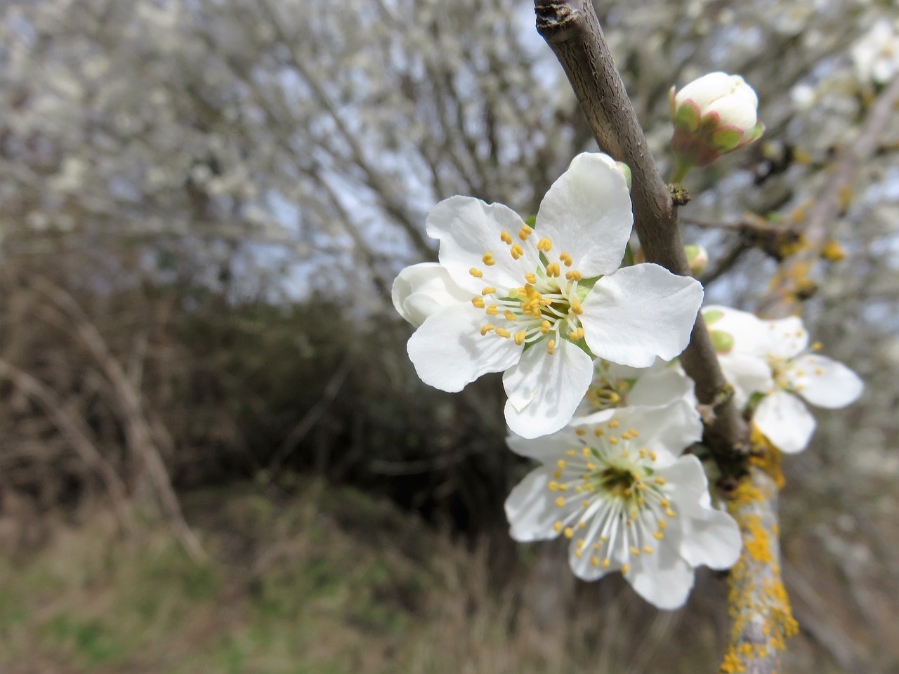 spring blossom bloom free photo