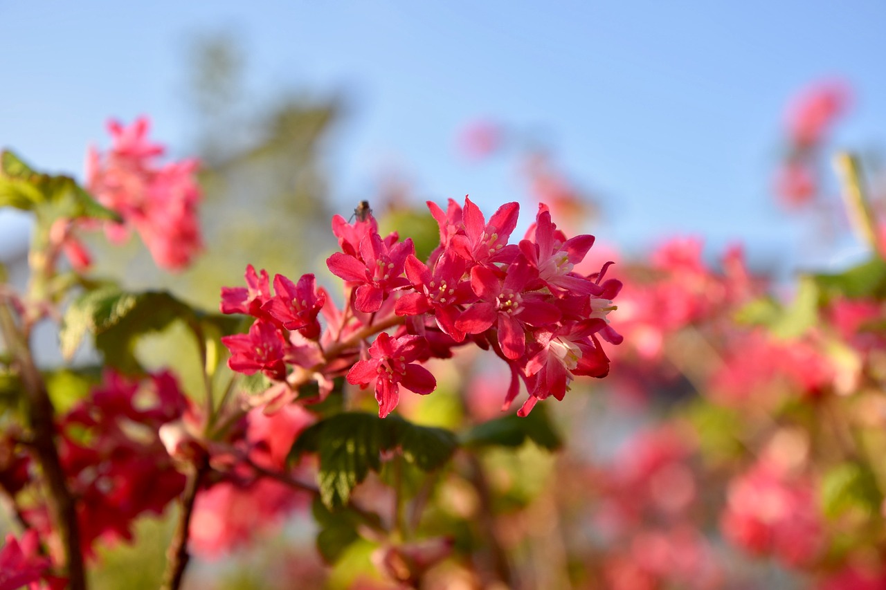 spring currant bush free photo