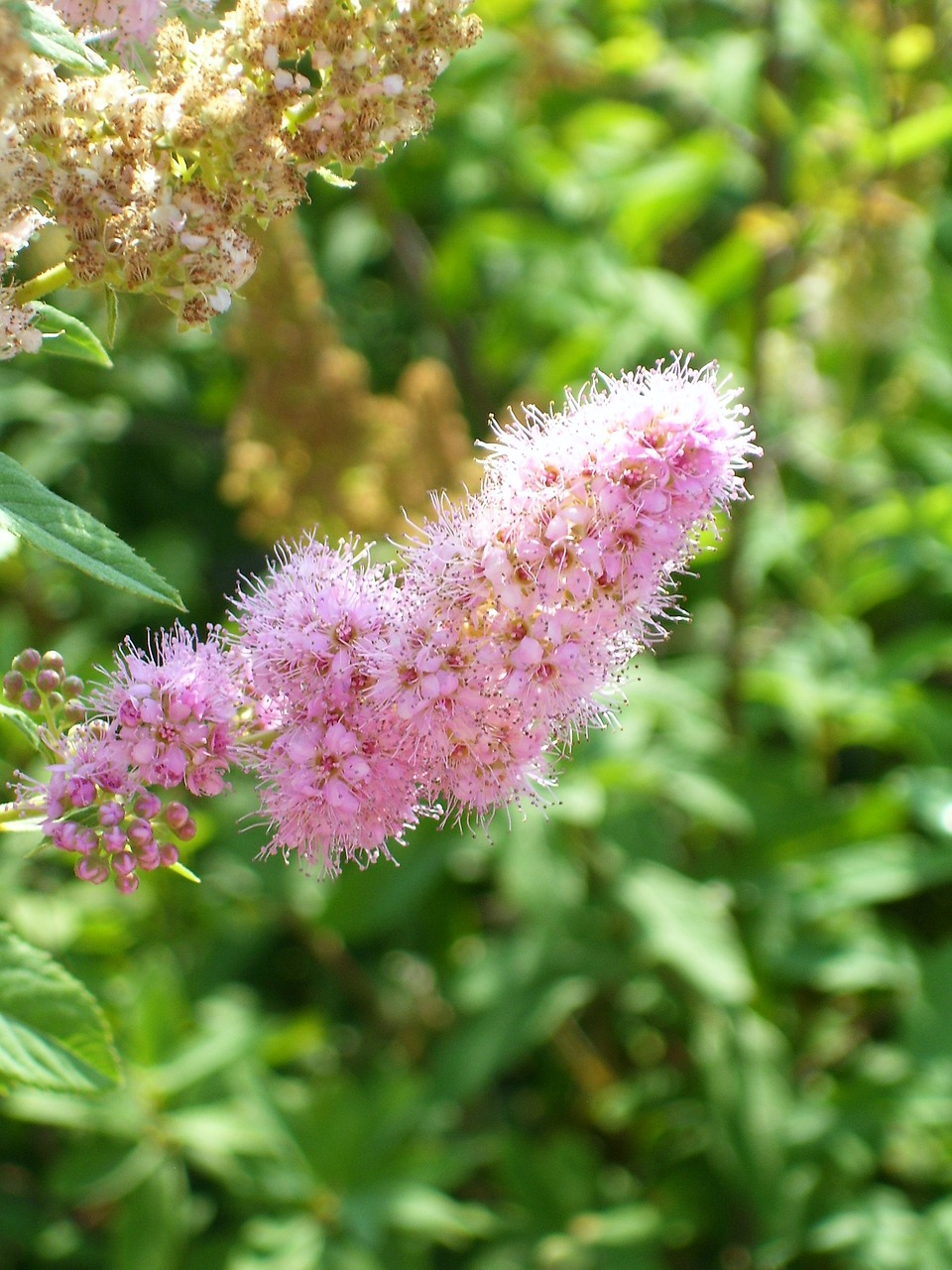 spring bloom flowers free photo