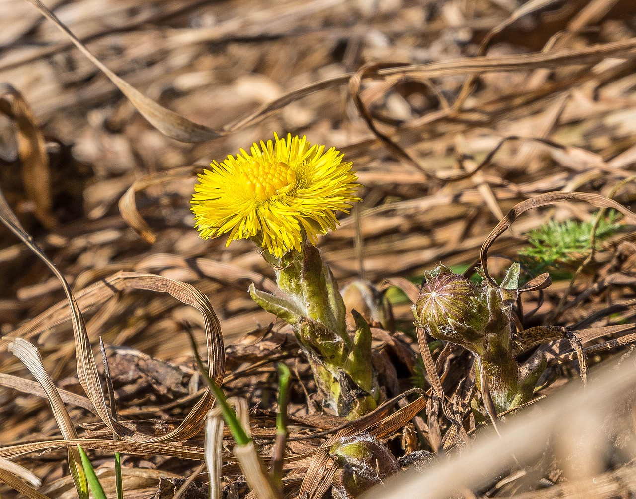 spring mother and stepmother flowers free photo