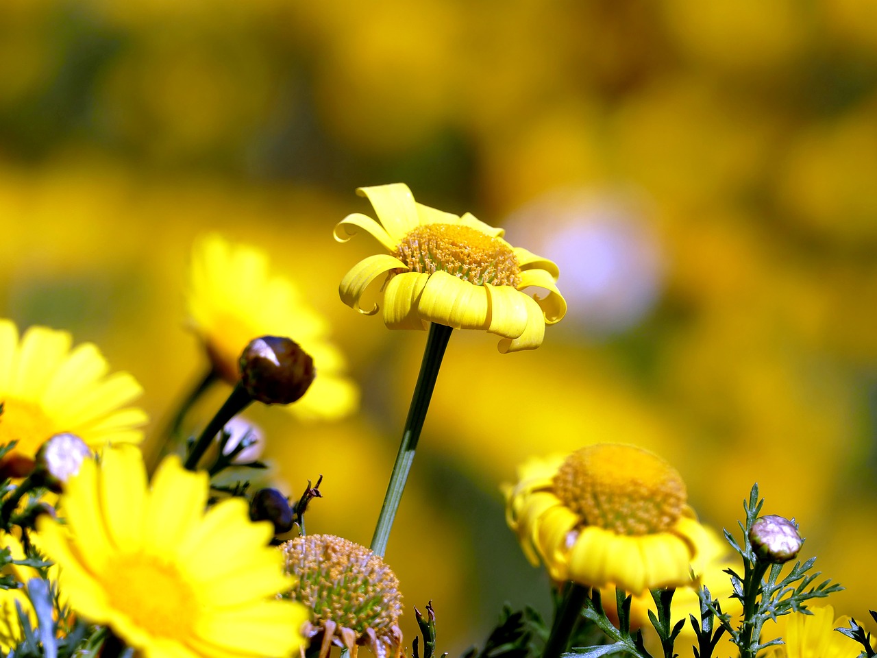 spring flower yellow free photo