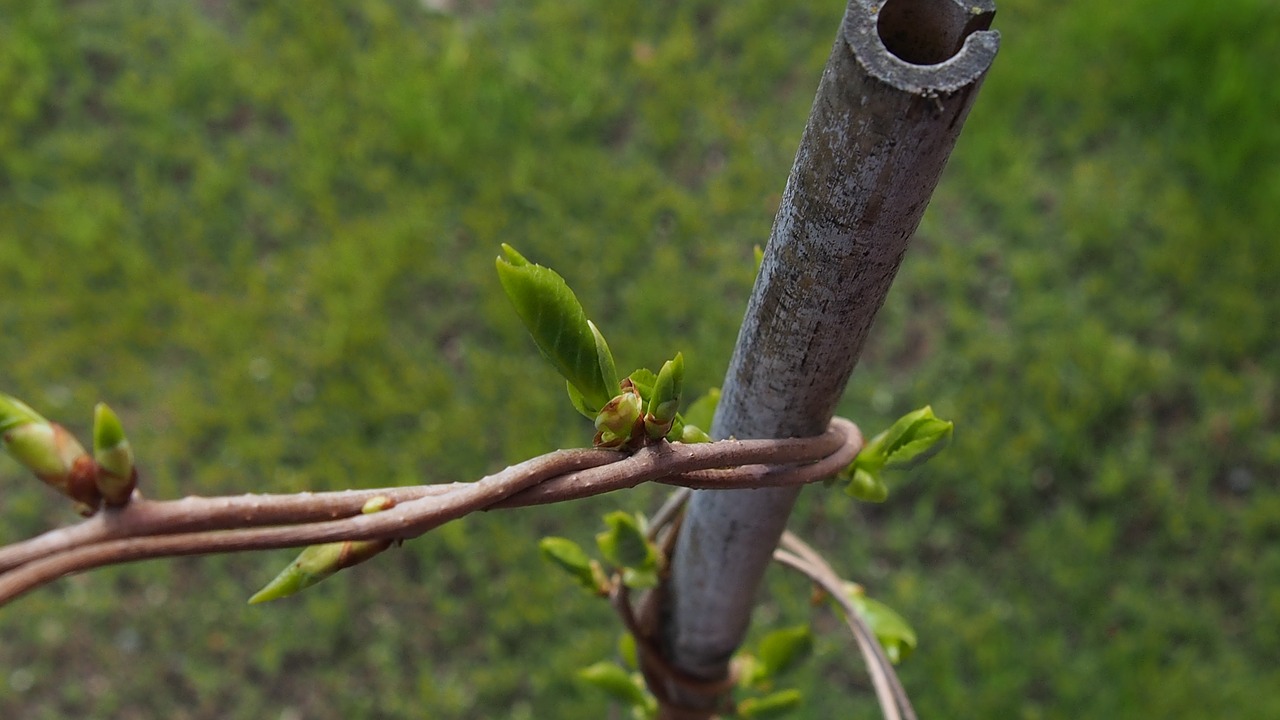 spring bud blooms free photo