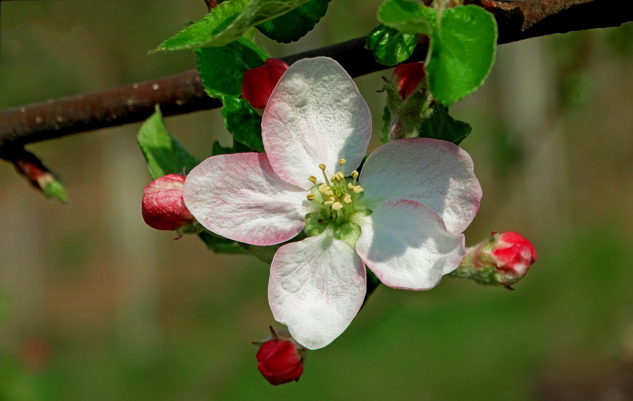 spring apple flower free photo