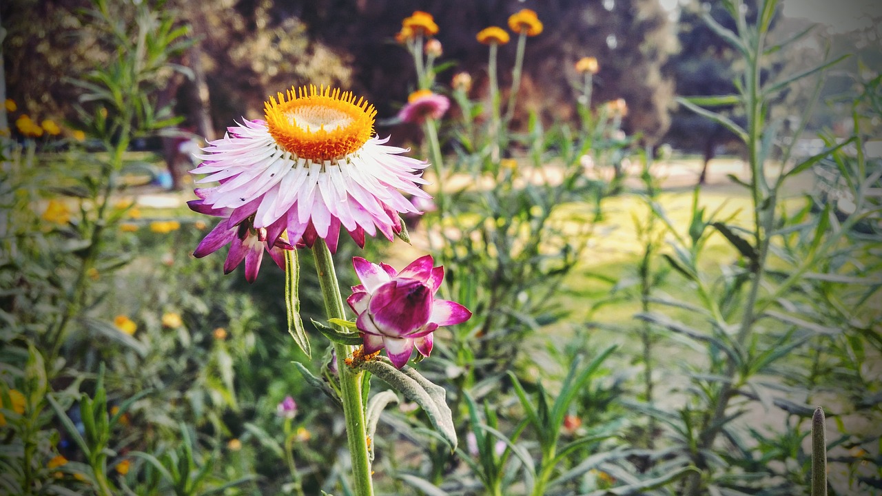 spring flowers plants free photo