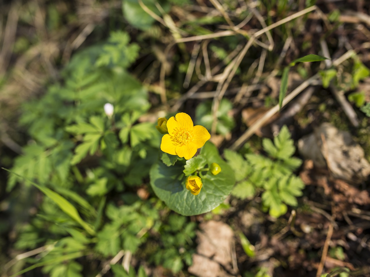 spring flowers yellow flower free photo