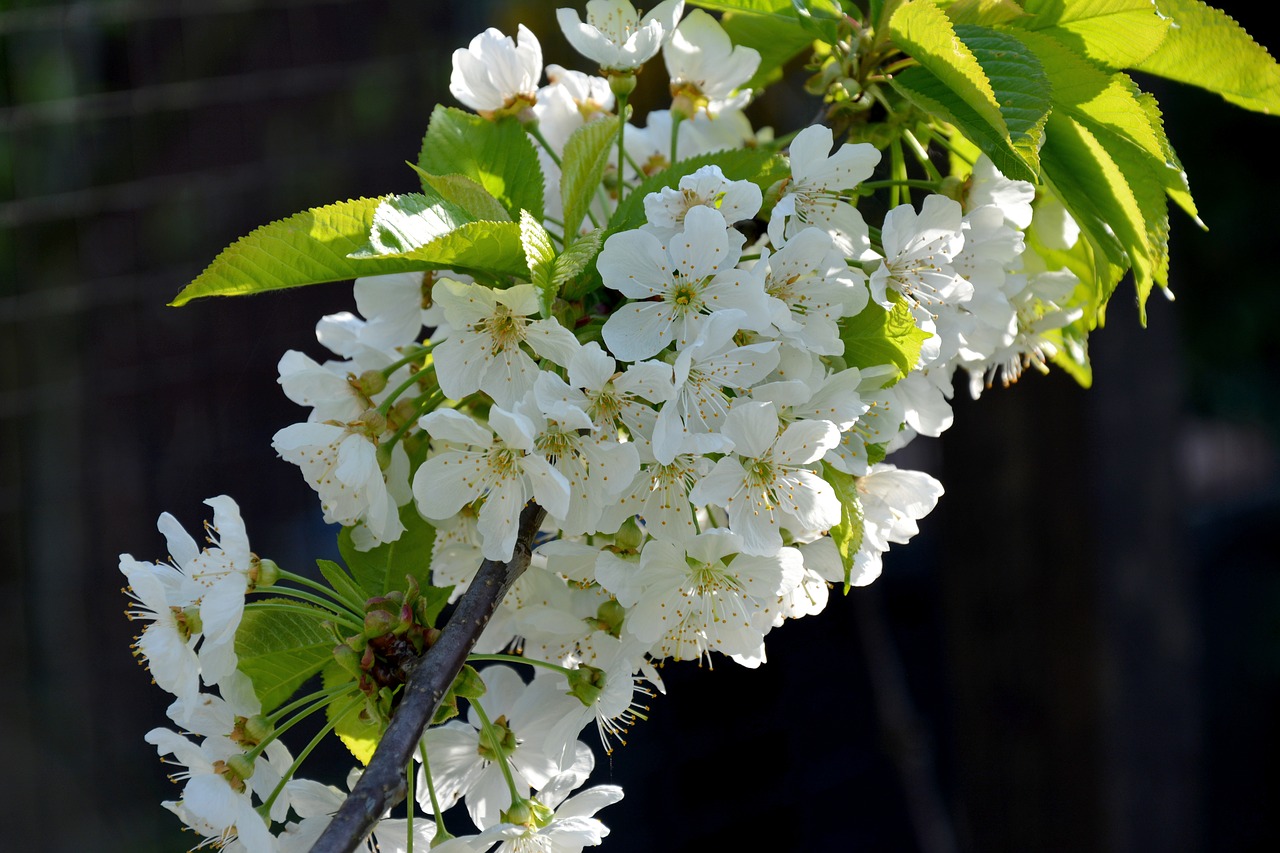spring flowers fruit tree blossoming free photo