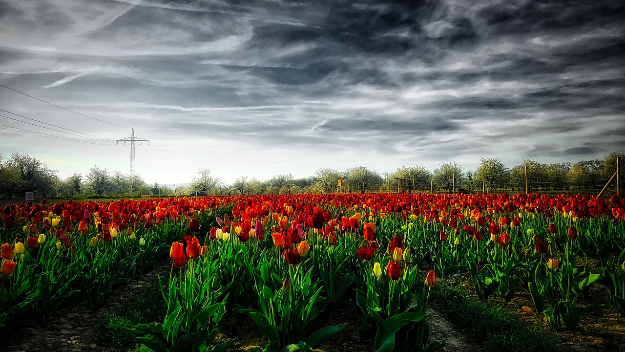 spring tulips nature free photo