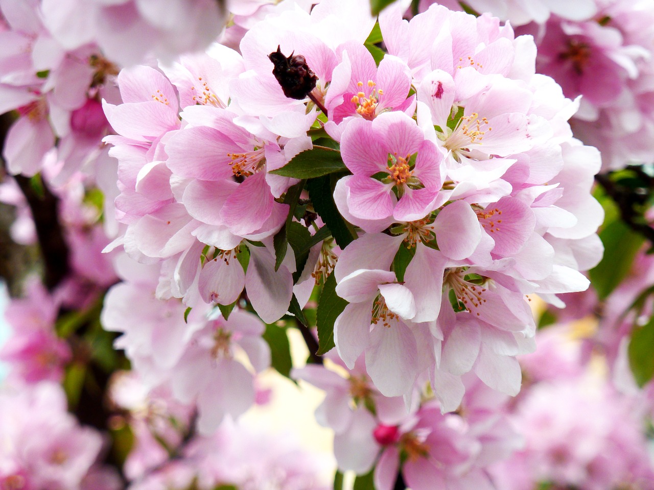 spring flowers plant free photo