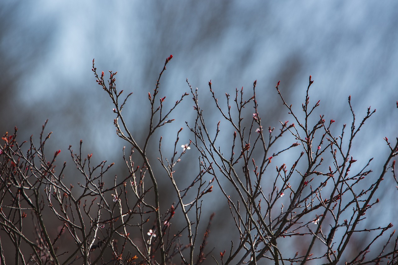 spring branches nature free photo