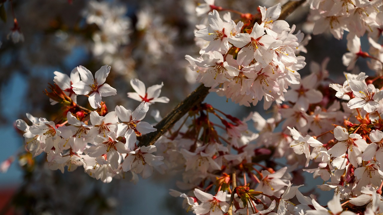 spring flowers tree free photo