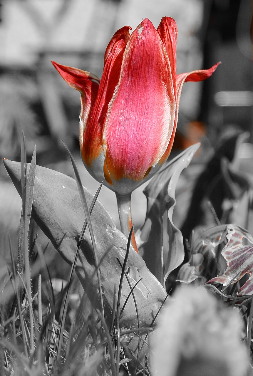 spring tulip red free photo